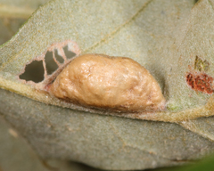 Macrodiplosis majalis