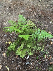 Dryopteris carthusiana