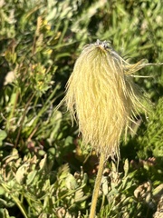 Pulsatilla occidentalis