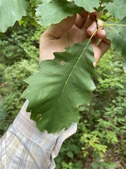 Quercus prinoides