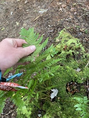 Dryopteris carthusiana