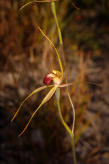 Caladenia pectinata