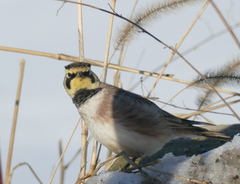 Eremophila alpestris