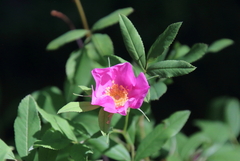 Rosa palustris