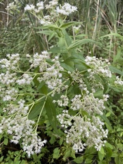 Eupatorium