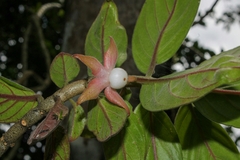 Columnea