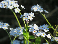 Myosotis sylvatica