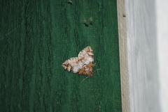 Dysstroma hersiliata