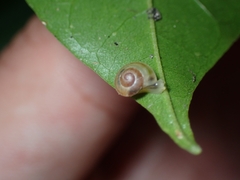 Coneuplecta