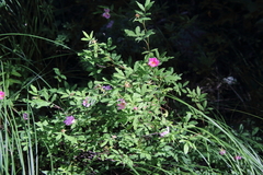 Rosa palustris
