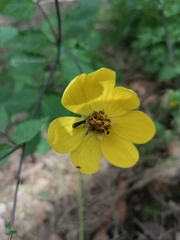 Bidens ostruthioides