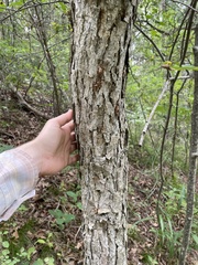 Quercus prinoides