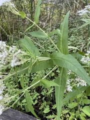 Eupatorium