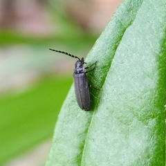 Elateroidea