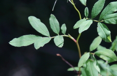 Rosa palustris
