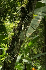 Columnea