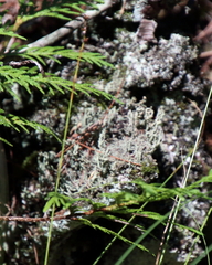 Cladonia squamosa