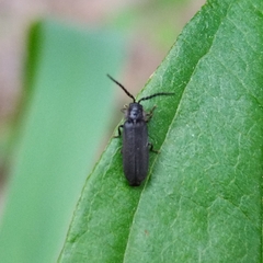 Elateroidea