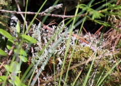 Cladonia squamosa