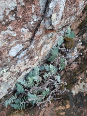 Myriopteris lindheimeri