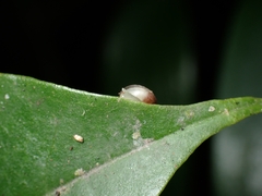 Coneuplecta