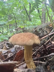 Gyroporus castaneus
