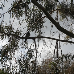 Phylidonyris novaehollandiae