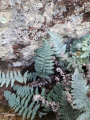 Myriopteris lindheimeri