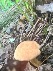 Gyroporus castaneus