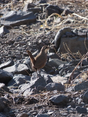 Pteroptochos megapodius