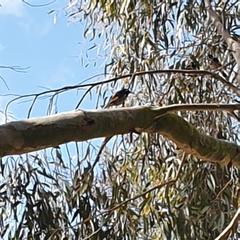 Phylidonyris novaehollandiae