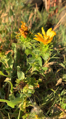 Grindelia integrifolia