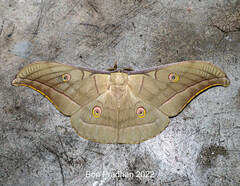Antheraea