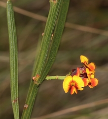 Daviesia leptophylla
