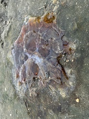Cyanea ferruginea
