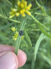 Asteromyia euthamiae