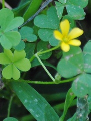 Oxalis dillenii