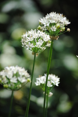 Allium tuberosum