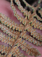 Myriopteris lindheimeri