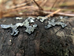 Kretzschmaria deusta