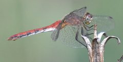 Sympetrum rubicundulum