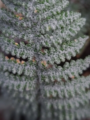 Myriopteris lindheimeri