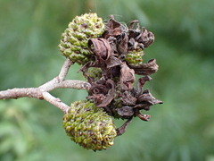 Taphrina robinsoniana