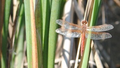 Libellula
