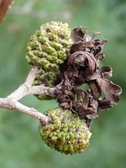 Taphrina robinsoniana