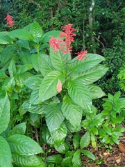 Odontonema