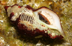 Acanthinucella spirata