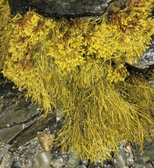 Ascophyllum nodosum
