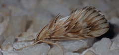 Cynaeda dentalis