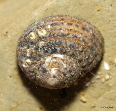Tegula eiseni